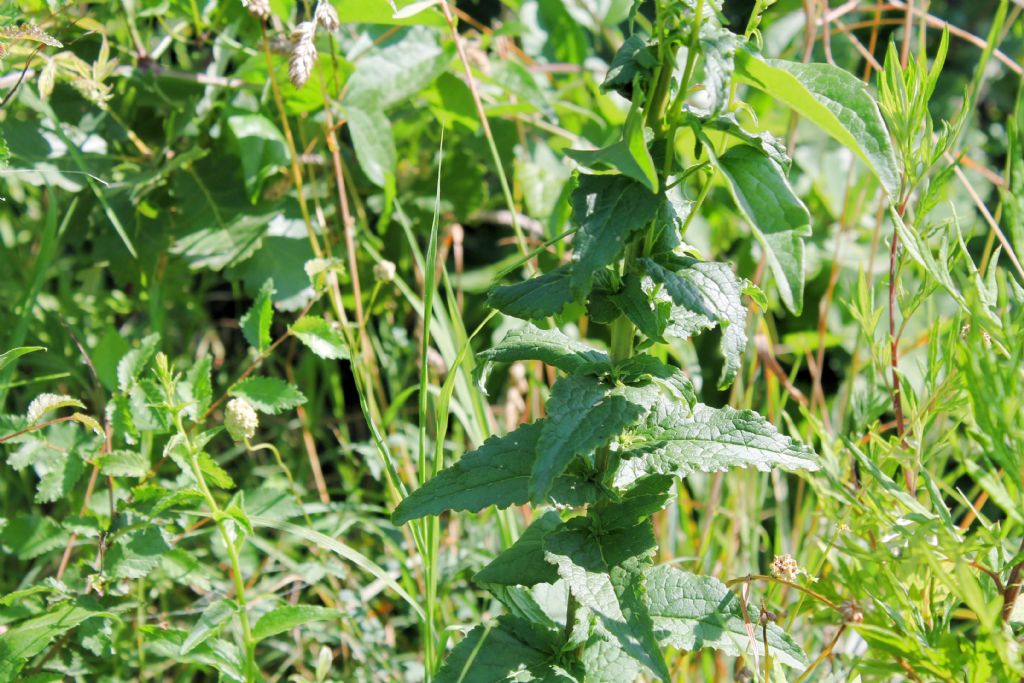 Campanula bononiensis / Campanula bolognese